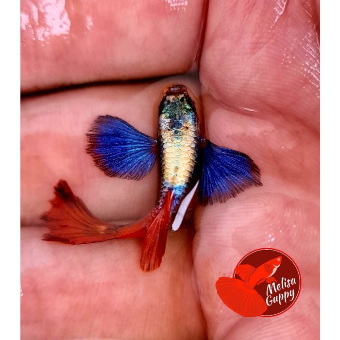 ikan guppy platinum red tail dumbo ear / prtde pasangan