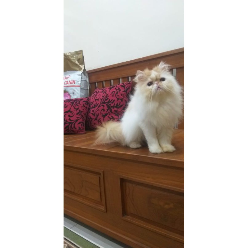 kucing pesek bulu panjang persia peaknose longhair jantan