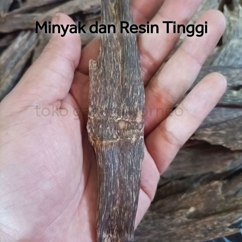 Gaharu Super Aquilaria Malaccensis Buhur Bukhur Gaharu Asli Kwalitas Arab Terbaik