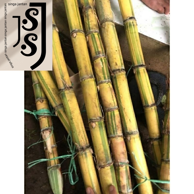 

Tebu Kuning Segar Konsumsi Bisa untuk Bibit 1 kg