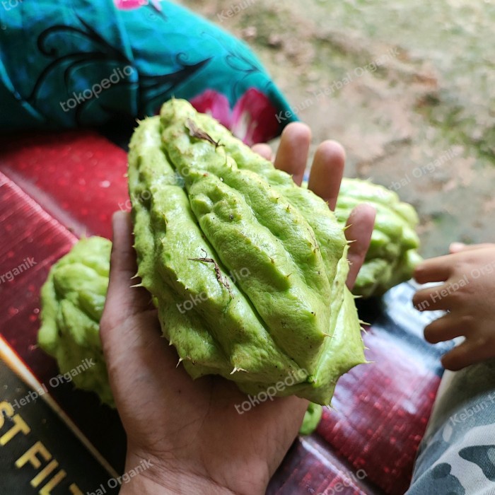 

Labu siam jumbo / Waluh siem besar