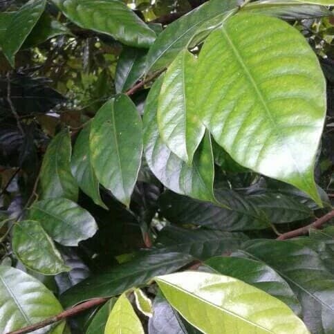

Daun Pala 1kg Kondisi Segar cod CO wn