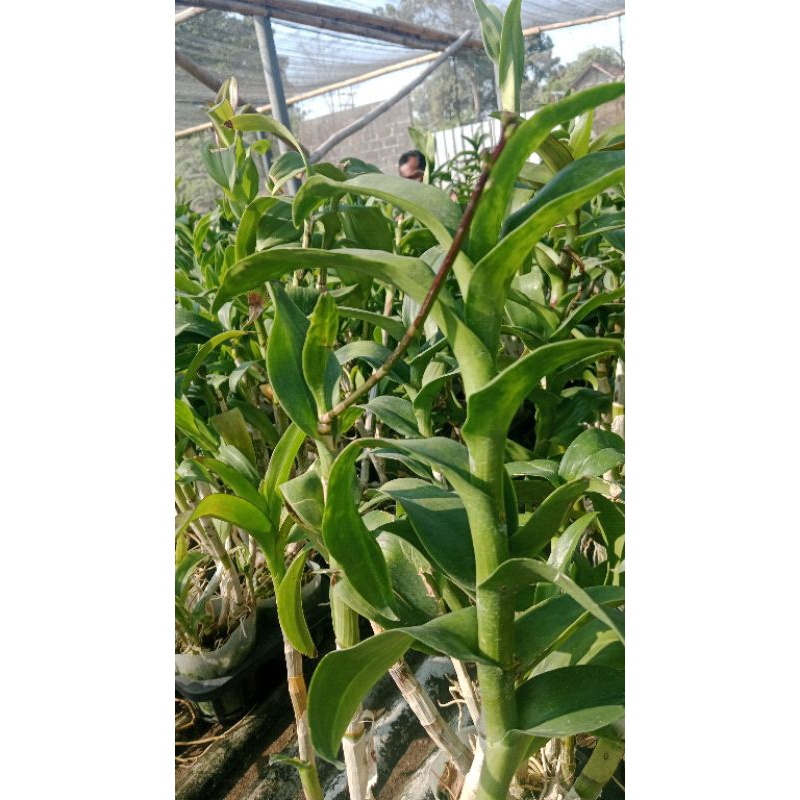 Dendrobium pasca bunga