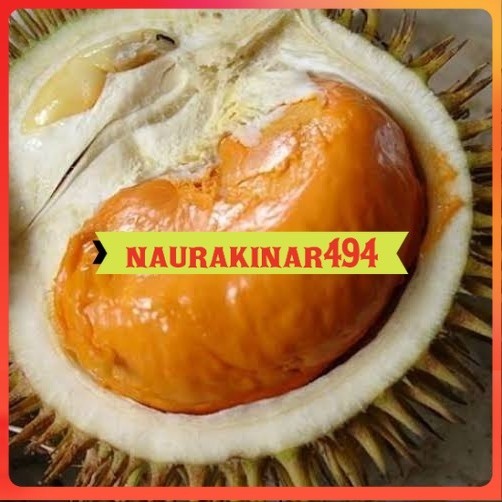 bibit durian tembaga super