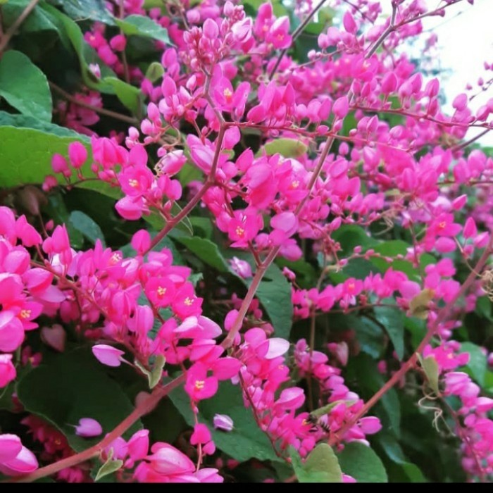 Bibit Air Mata Pengantin/ Tanaman Bunga Air Mata Pengantin