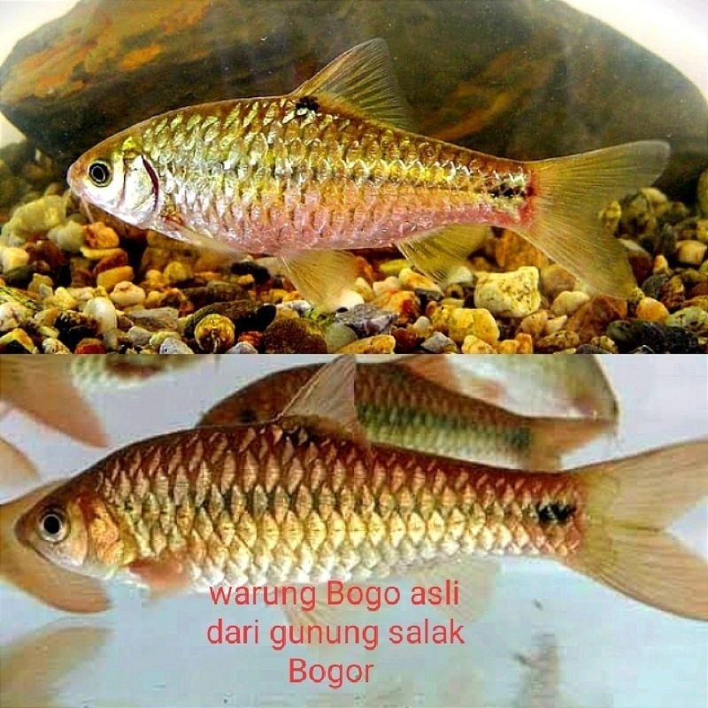 hiasan aquarium aquascape ikan wader per 10ekor