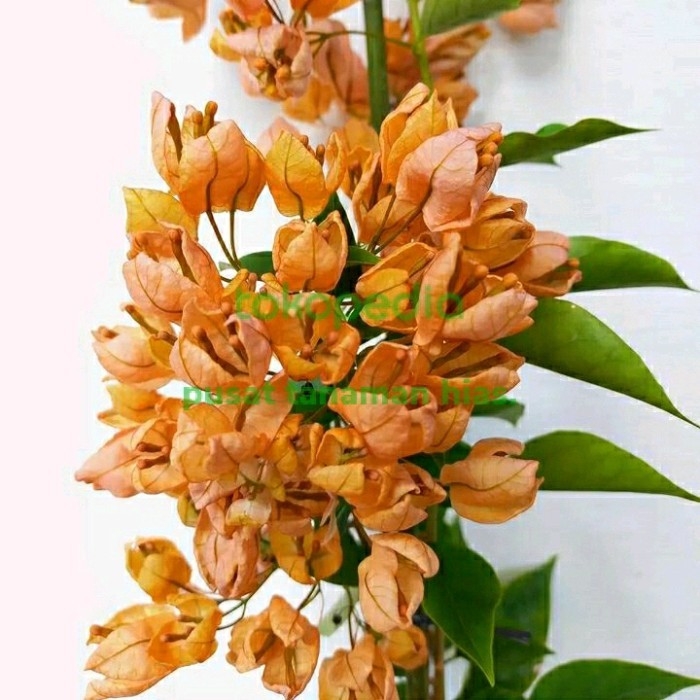 Murah tanaman hias bibit Bougenville anggur gold - bibit Bougenville anggur