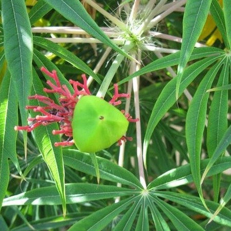 Bibit tanaman Herbal yodium/pohon Yodium Obat pengering Luka