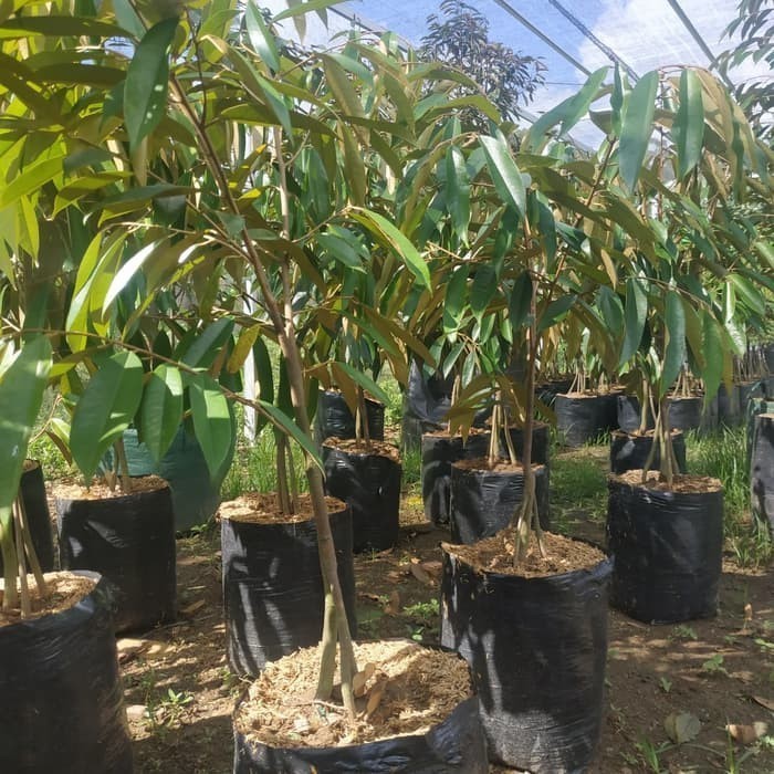 paket hemat 2 bibit durian monthong kaki 3 tinggi 2 meter super
