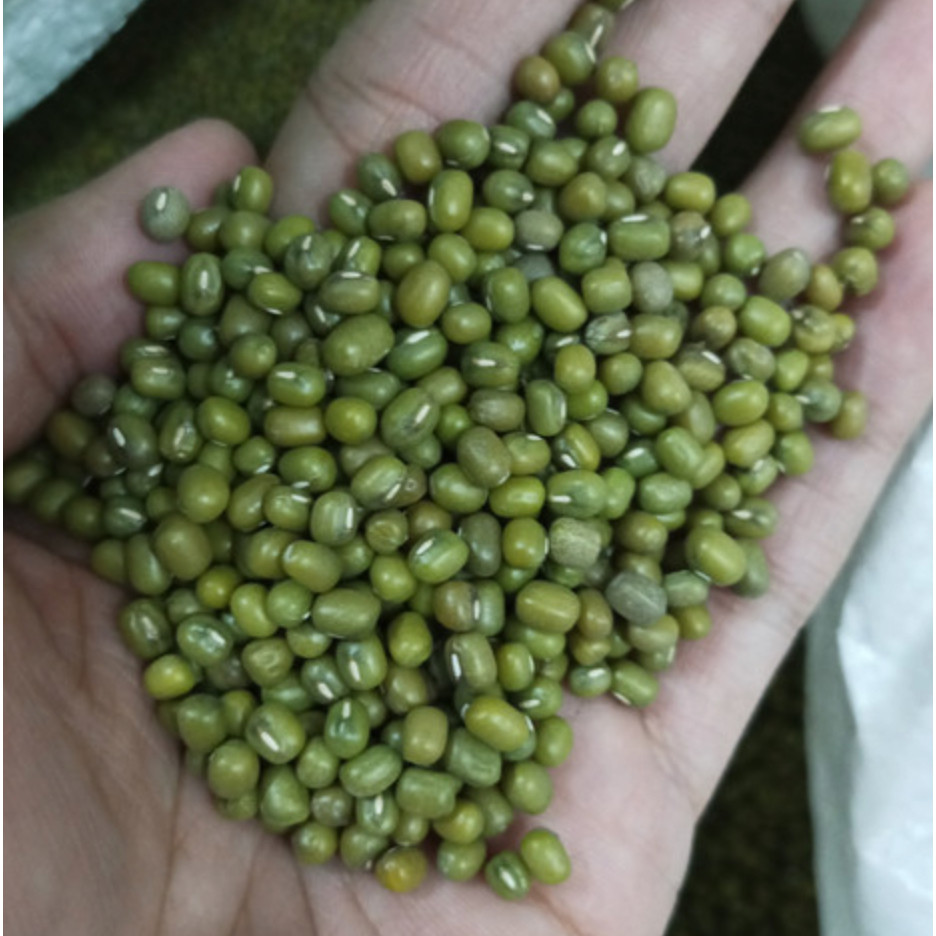 

Kacang Hijau Kacang Ijo Premium 250 gram 500 gram 1kg
