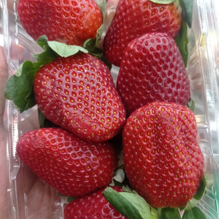 

Strawberry australia jumbo iluv | Buah strawberry fresh australia 250g