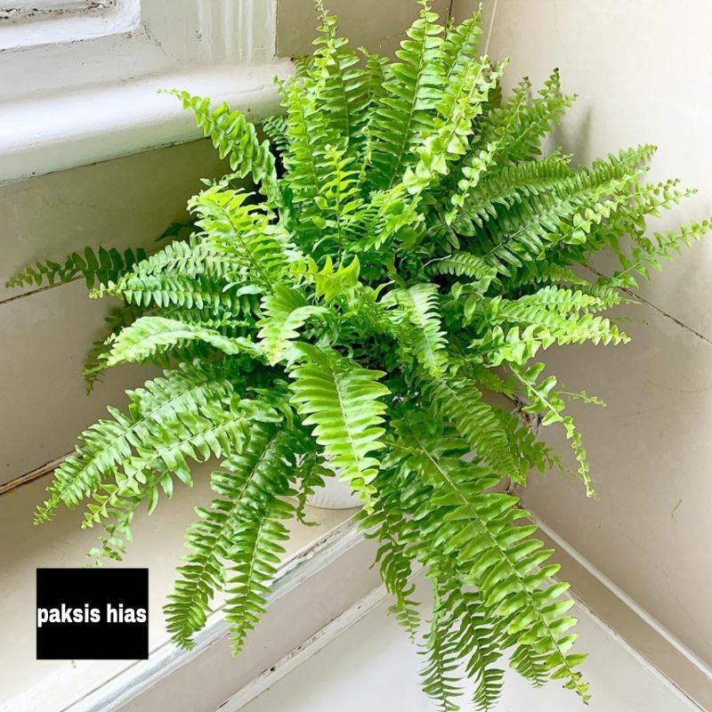Promo tanaman hias pakis kelabang ukuran jumbo