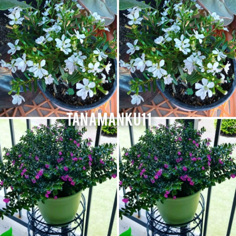 Terlaris tanaman taiwn beauty ungu tanaman taiwan beauty putih paket 2 tanaman rimbun super