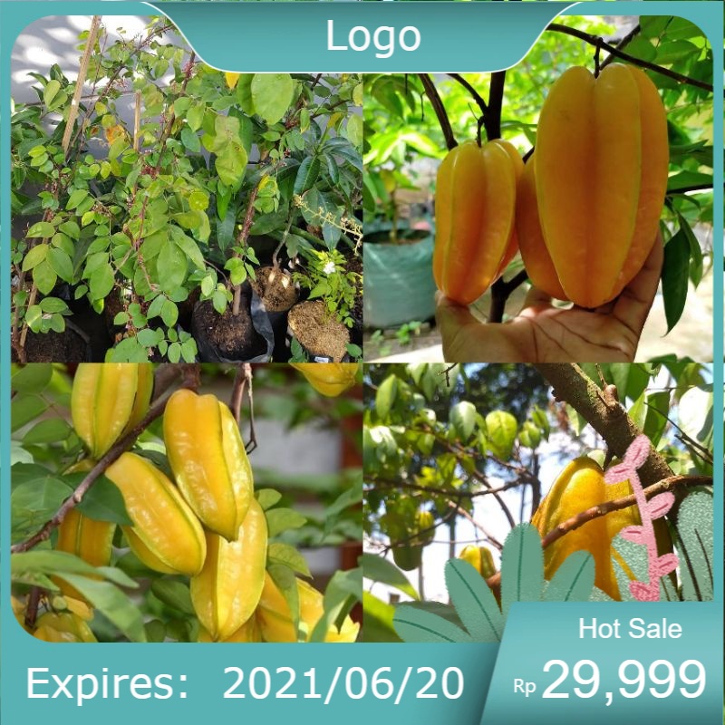 Bibit Belimbing Madu Jumbo