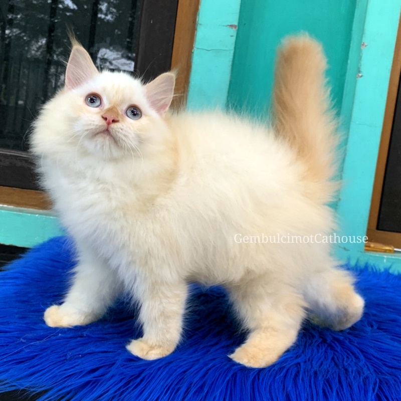 Kucing kitten Ragdoll Himalaya Persia Mainecoon Flatnose Anakan Jantan