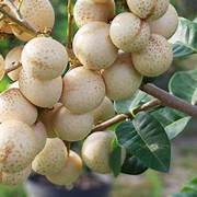 

Bibit Kelengkeng Diamond (Dimocarpus longan)BONUS Miracle Fruit (Synsepalum dulcificum )