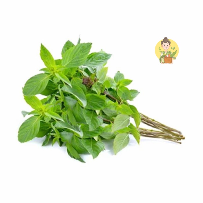 

Daun Kemangi Fresh 1 Ikat - Sayur Segar Instan Malang