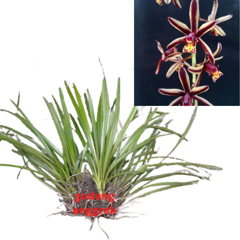 anggrek cymbidium bicolor dewasa
