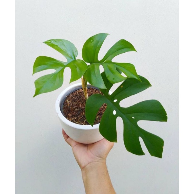 monstera mini raphidopora tetrasperma - monstera mini