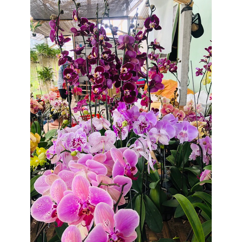 Anggrek Bulan Mekar Knop