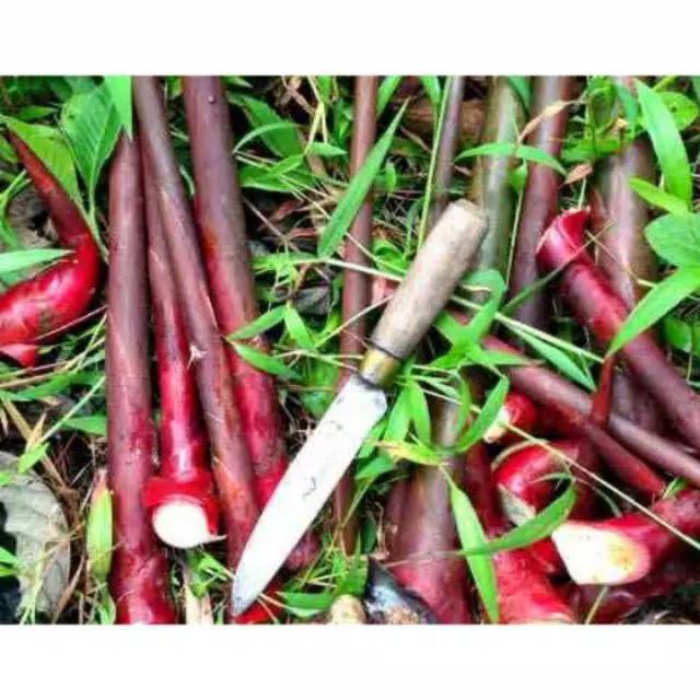 

Umbi honje/batang rombeh muda