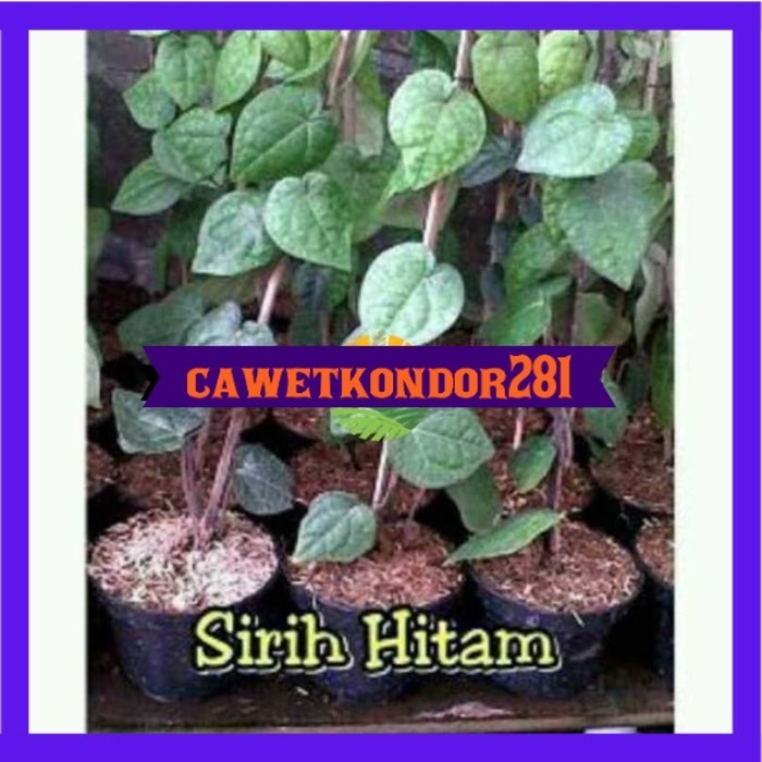 Asli Tanaman Sirih Hitam Terlaris