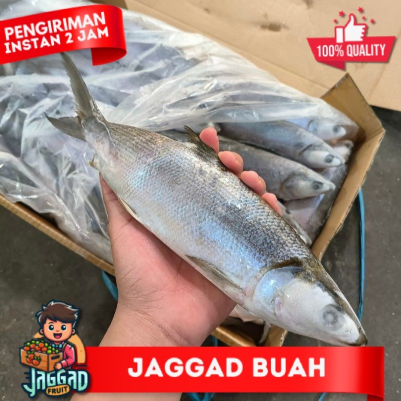 

Ikan Bandeng Bitung JAGGA FRUIT