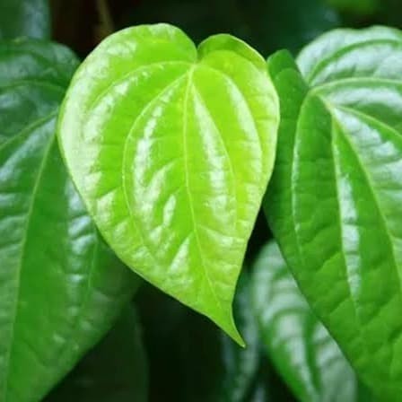

Daun Sirih segar - daun seureuh antiseptik alami organik - 100 grm
