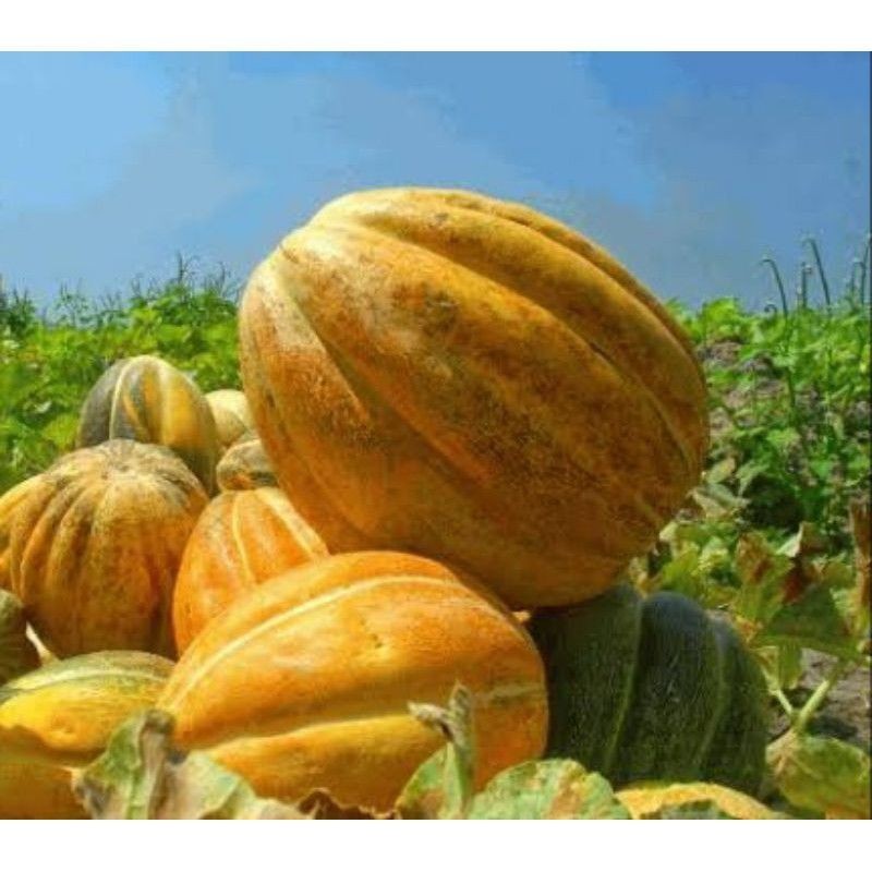 100 BENIH BLEWAH MADU SUPERRR