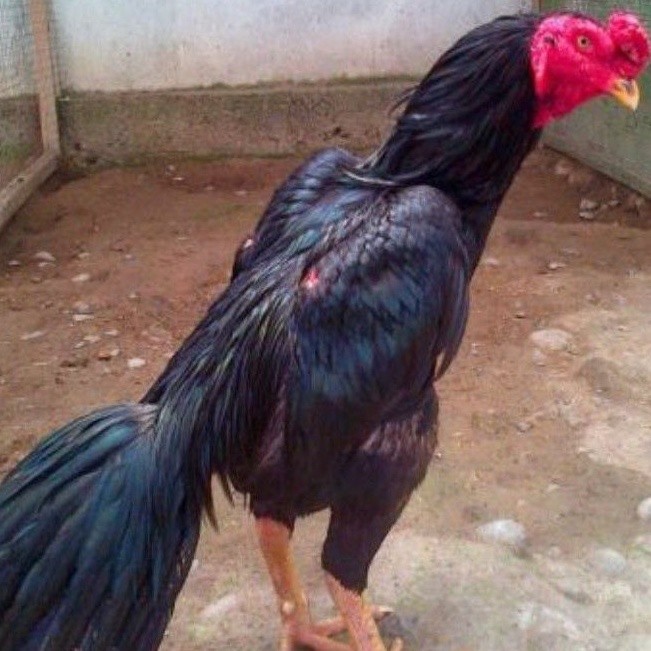 telur ayam Bangkok pakhoy