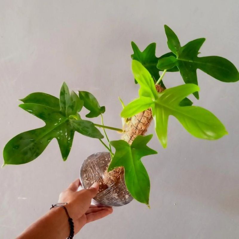 ( BISA COD ) Philodendroon Merpati - Tanaman Hias Philo Merpati / Bunga Hias Philodendron Merpaty Ta