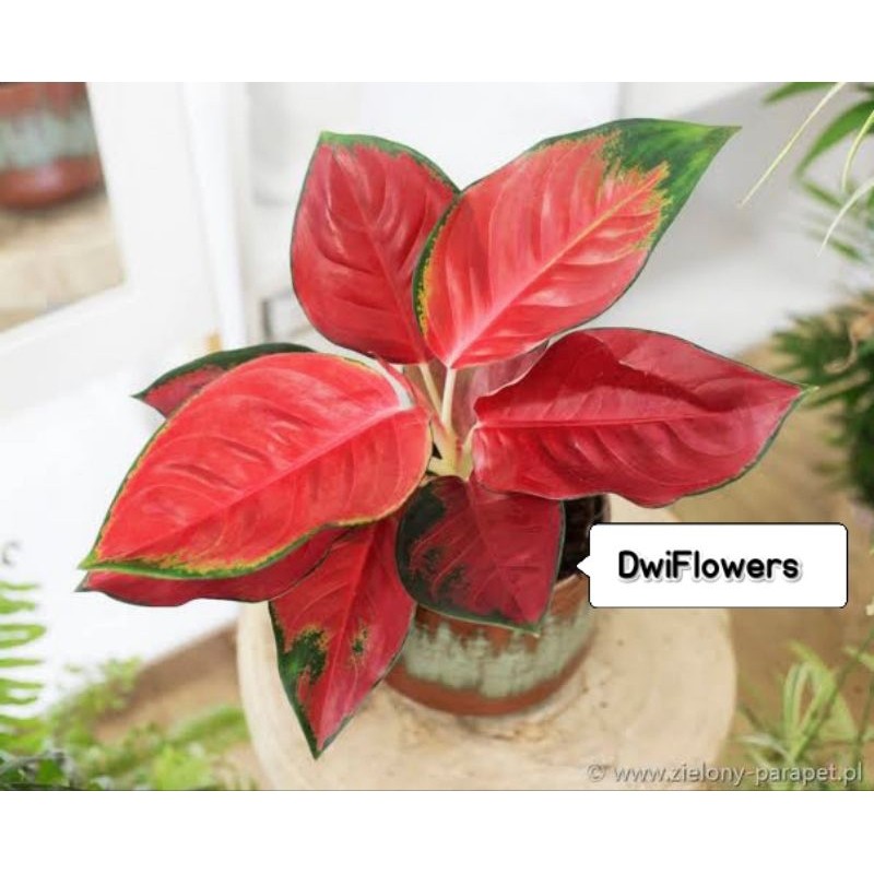 ( BISA COD ) Tanaman Hias Aglonema Suksom Jaipong Rumpun Banyak Daun Bunga Hias Aglaonema Suksom Jai