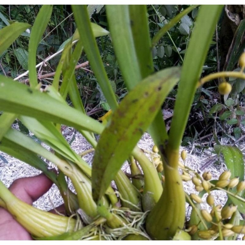 #anggrek hutan langka