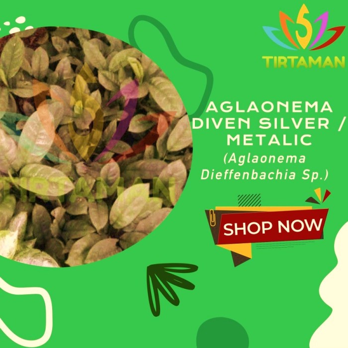 Aglonema Diven Metalik  Aglaonema Dieffenbachia Silver Curly Metalic