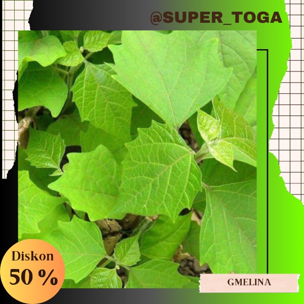 bibit gmelina bibit jati putih gmelina bibit kayu gmelina bibit jati putih kayu gmelina super unggul