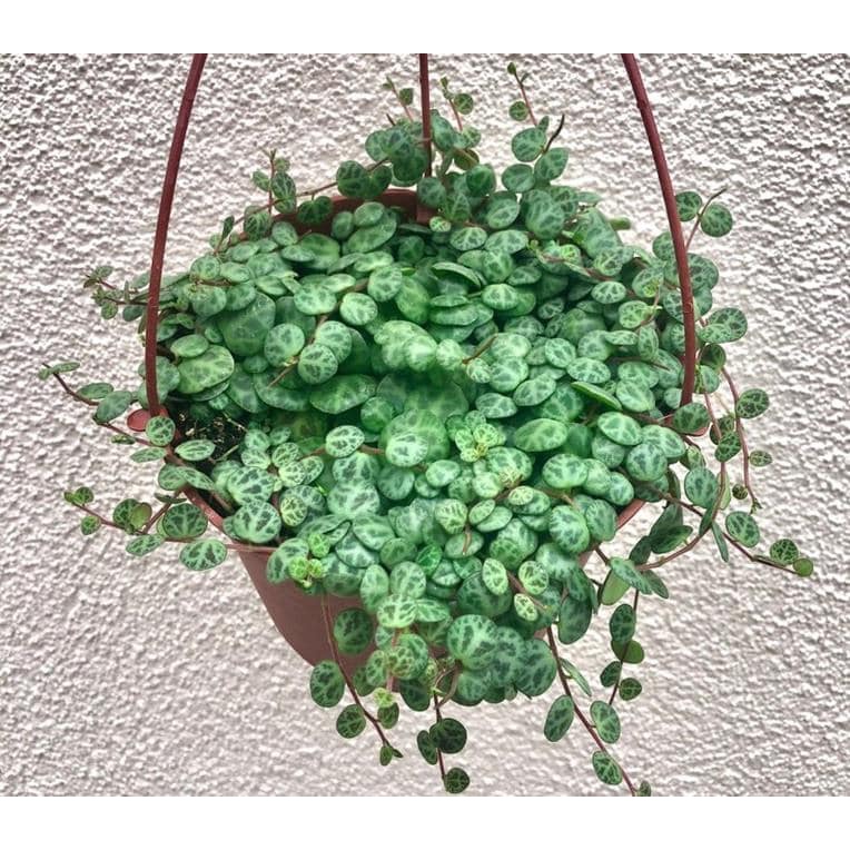 Tanaman Hias String Of Turtle  (Peperomia prostrata) plansttara