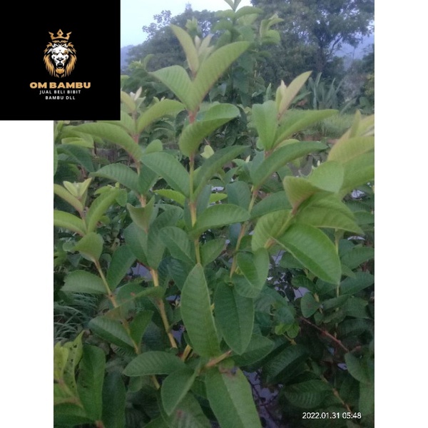 promo pucuk daun jambu