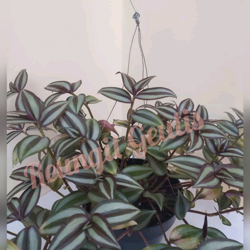 Tanaman hias gantung TRADESCANTIA ZEBRINA / zebrina ungu