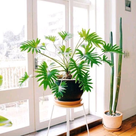 >( BISA COD ) Tanaman Hias Philodendron Xanadu Dewasa Bunga Hias Philodendroon Xanadu Tanaman Hidup 