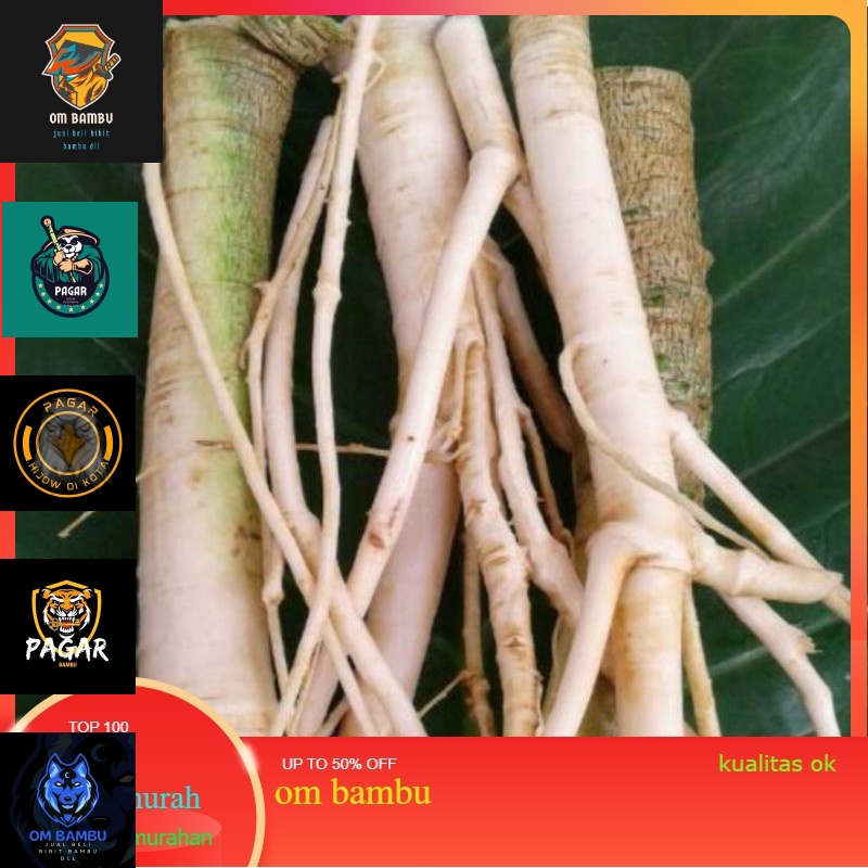 

AKAR PEPAYA SEGAR GANDUL GEDANG 150 GRAM