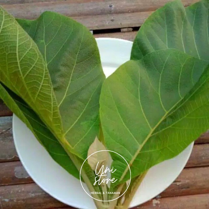 

Pucuk Daun Jati Segar 100 Gram