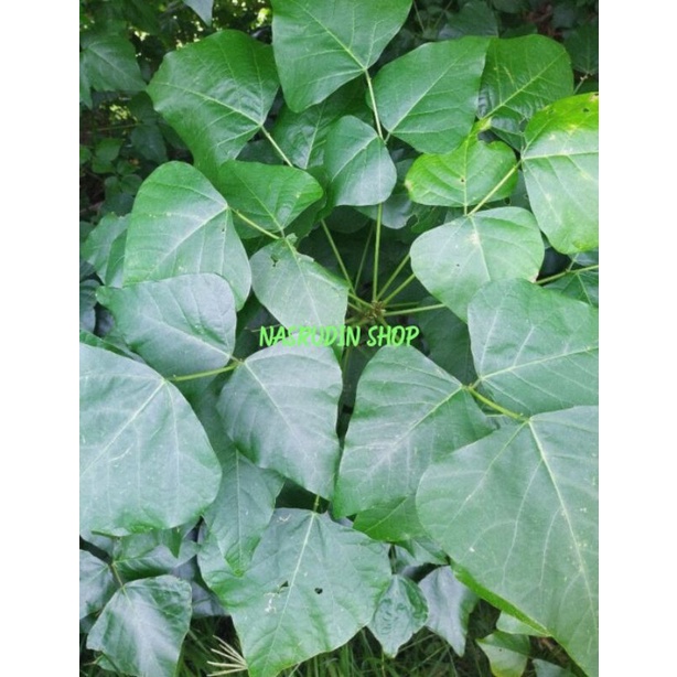 

DAUN DADAP SEGAR 1 KG LANGSUNG PETIK | DAUN CANGKRING