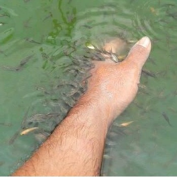 ikan terapi nilem isi 50 ekor bagus unk rileksasi dan menfangkat sel sel kulit mati