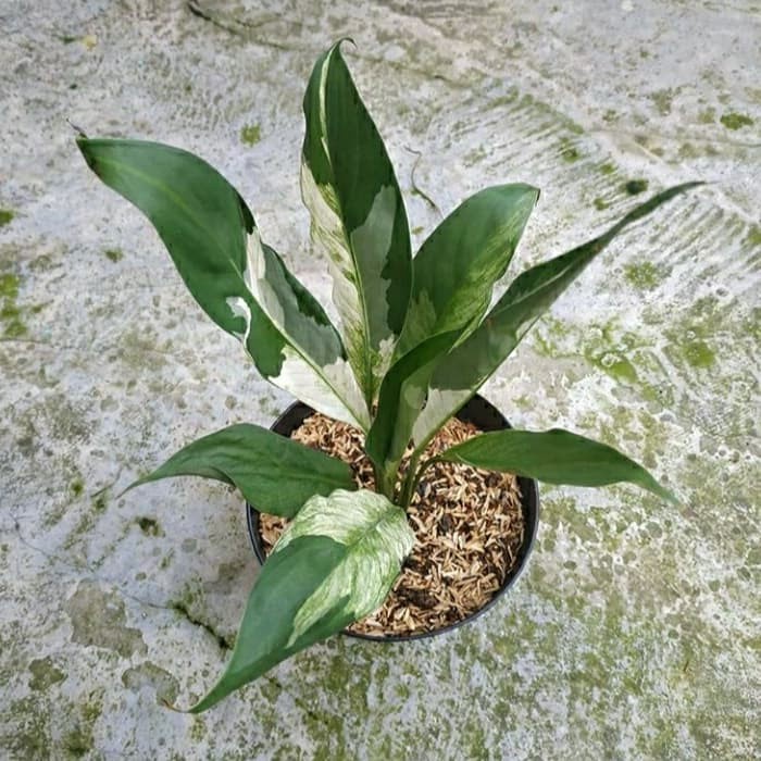 PROMO MURAH// tanaman hias peace Lily varigata (DOMINO) L-N-F