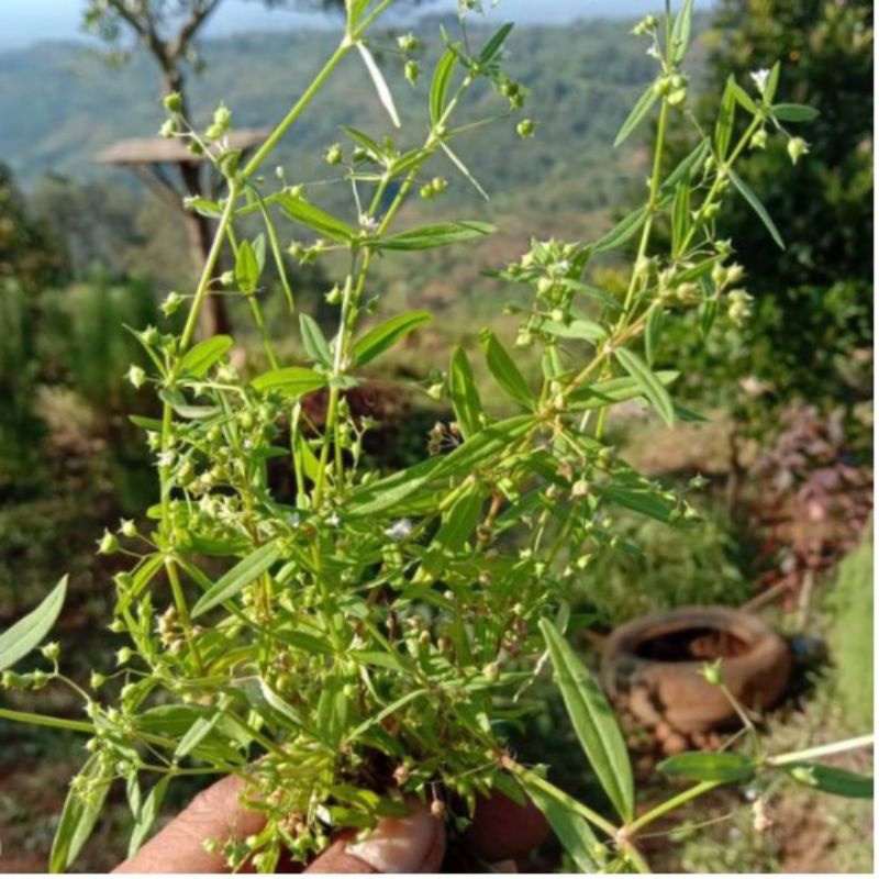 

Ready Rumput Mutiara 100 gram - Shui Xian Ciao Segar-Herbal kanker fresh mugilaris