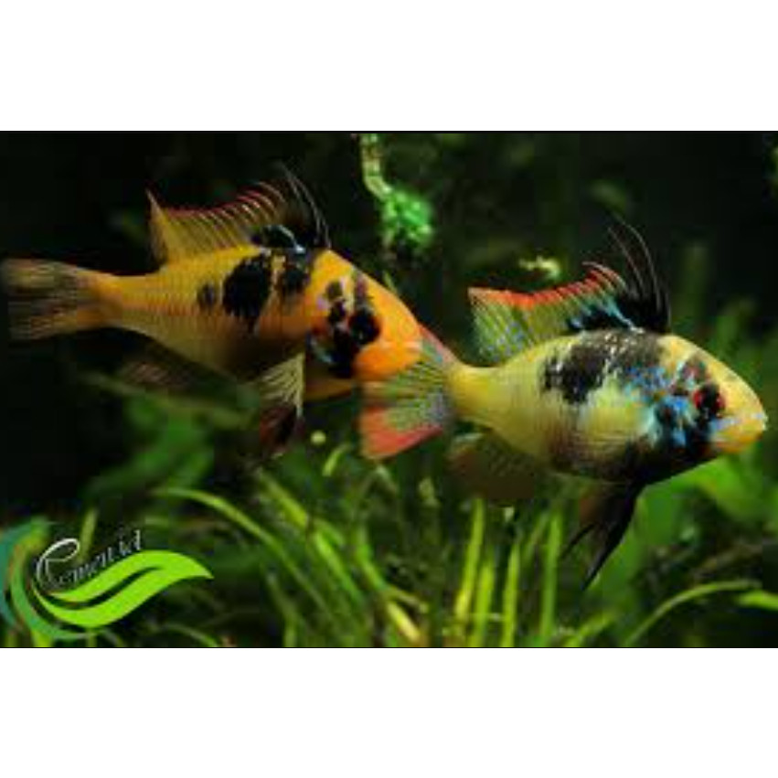 Ikan Balon German Ramirezi Ikan Hias Aquarium Aquascape Per Ekor