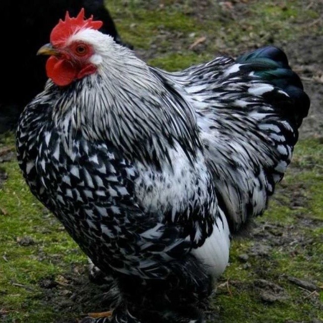 

Telur ayam bantam chocin untuk ditetaskan