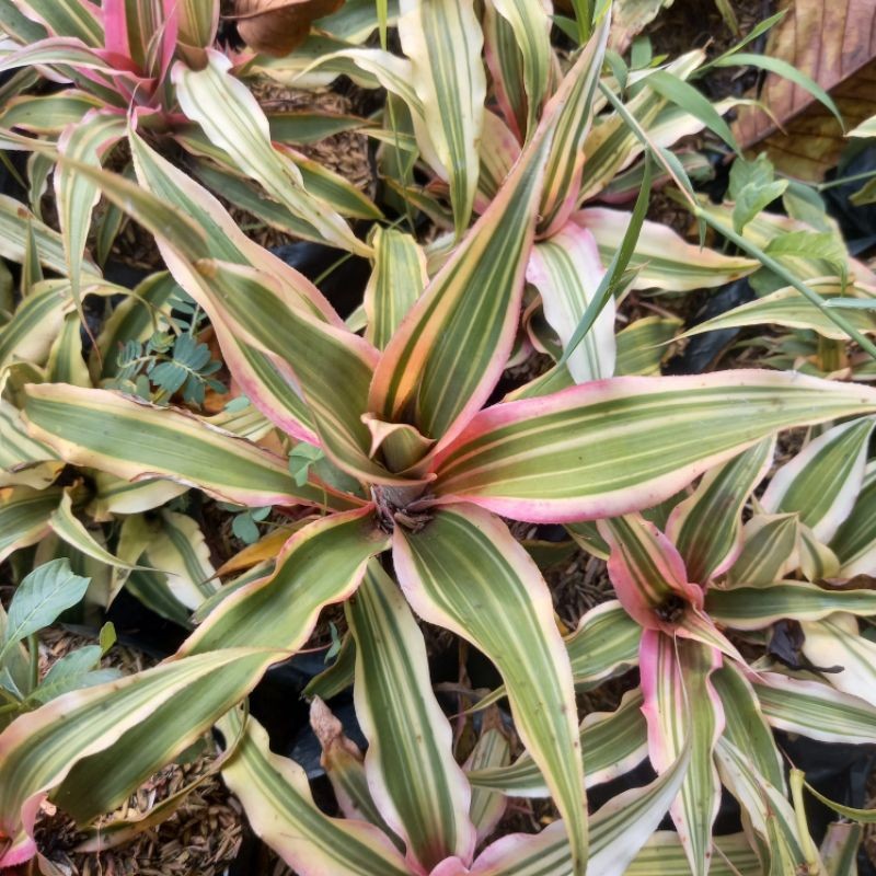 Tanaman Hias Bromelia Tricolor/Bromelia Mini Teicolor