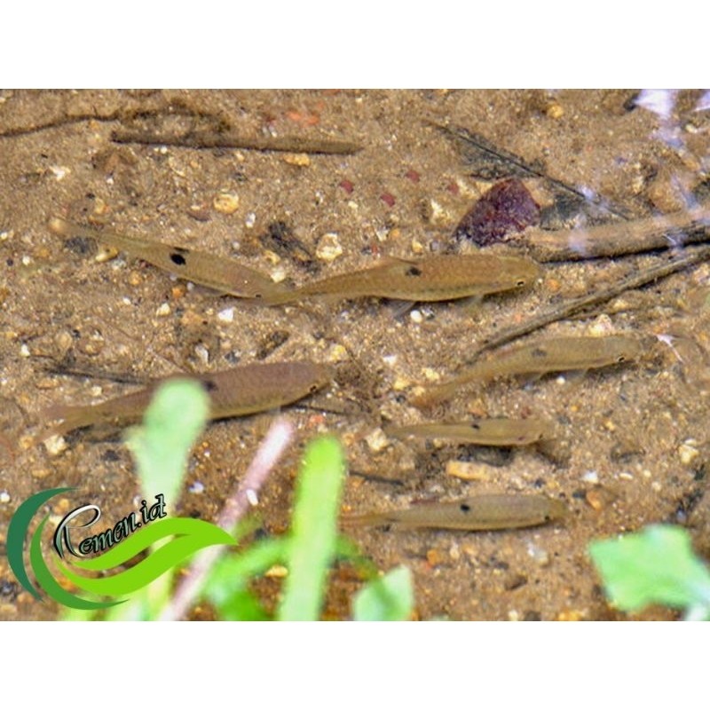 wader fari hiasan aquarium