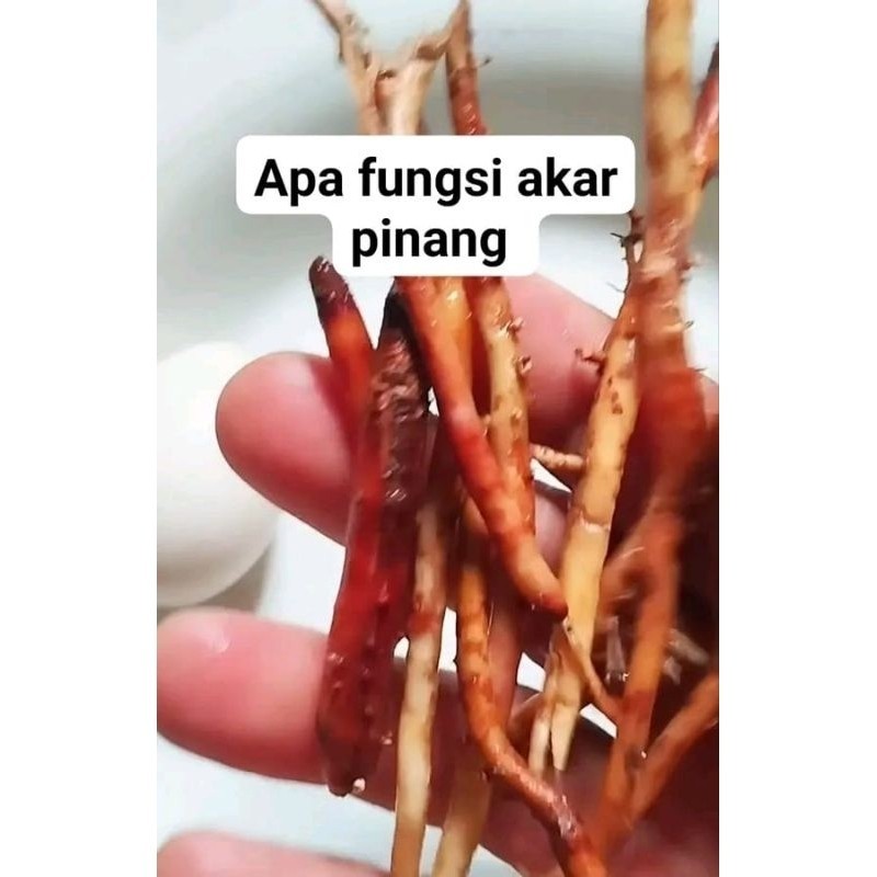 

New AKAR PINANG SEGAR FRESH 100 GR COD